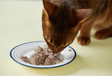 猫咪能吃生肉吗可以吃哪些生肉 猫咪吃生肉还是熟肉好