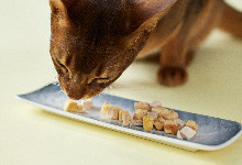 猫吃香肠吗 猫咪不能吃的食物