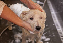 小狗洗澡要注意哪些事项 哪些情况不宜给狗狗洗澡