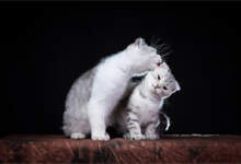 一只猫给另一只猫舔毛是什么意思 猫咪爱舔毛怎么回事