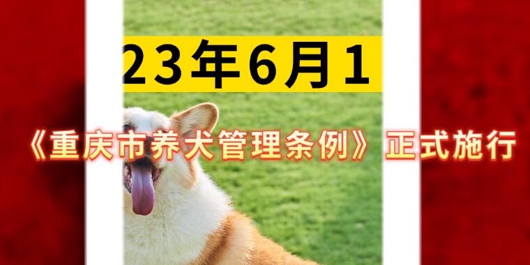 2023年6月1日起《重庆市养犬管理条例》正式施行 重庆养犬条例最新消息