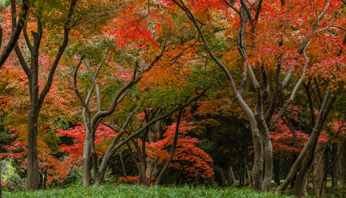 摄图网_500722022_banner_深秋的红树林（企业商用）.jpg