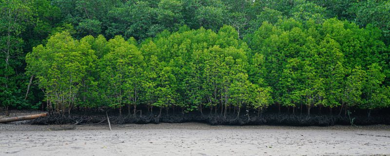 摄图网_501178832_banner_马来西亚兰卡威红树林（企业商用） (1).jpg