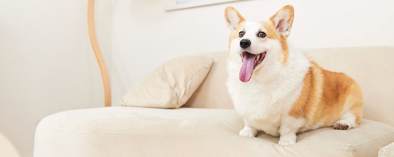 摄图网_502361571_banner_沙发上的宠物柯基犬（企业商用）.jpg