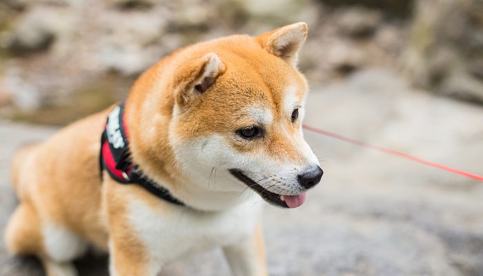 摄图网_500584038_banner_柴犬狗（企业商用）.jpg