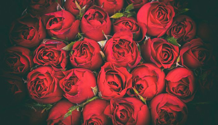 情人节送什么花给女朋友最合适 第一次送花给女朋友送什么花
