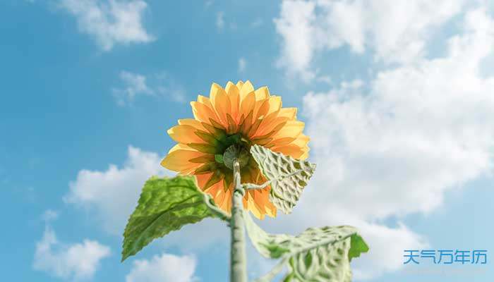 简单快乐生活的心态句子 简单的快乐唯美句子