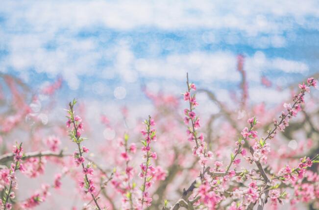 桃花的唯美句子 形容桃花风景优美的短句