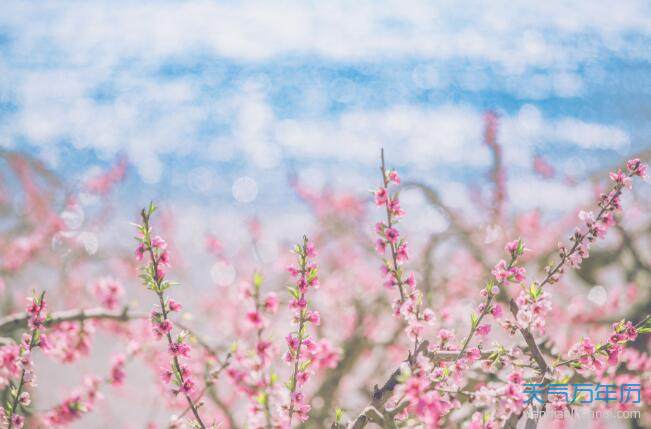 桃花的唯美句子形容桃花风景优美的短句