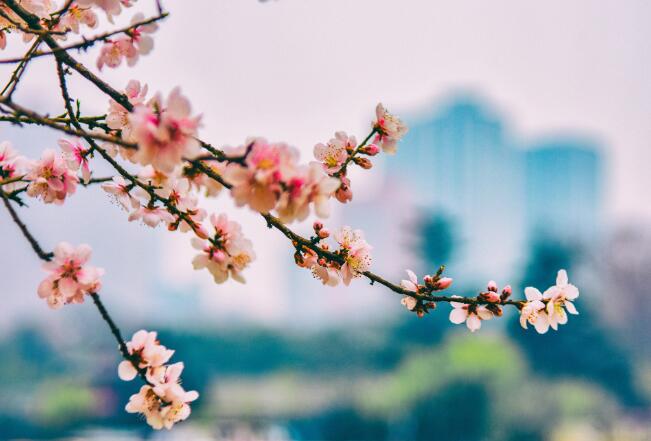 桃花的唯美句子 形容桃花风景优美的短句