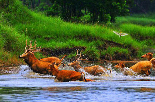 麋鹿自然保护区