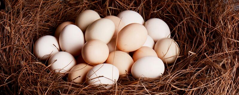 梦见母鸡下蛋捡鸡蛋什么意思 梦见母鸡下蛋捡鸡蛋预示什么