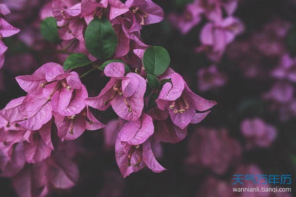 12星座的守护花是什么 十二星座的守护花及花
