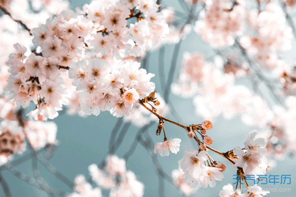 12星座的守护花是什么 十二星座的守护花及花