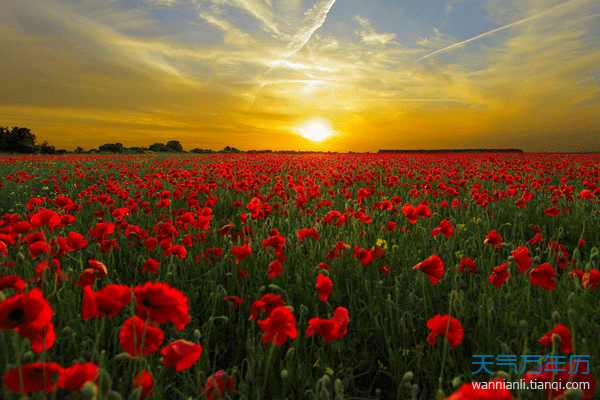 12星座的守护花是什么 十二星座的守护花及花