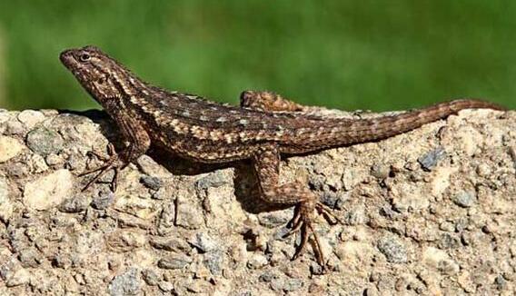 主播吃壁虎身亡是怎么回事 主播吃壁虎身亡事件回顾