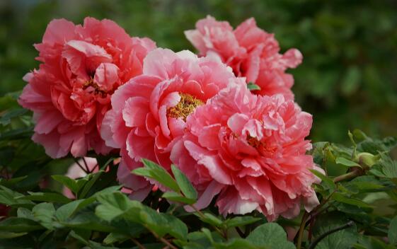 国花民意调查是怎么回事 国花民意调查结果是什么