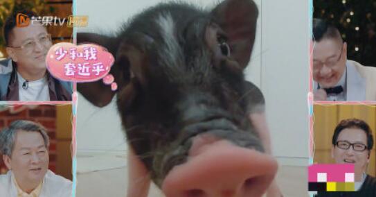 张恒送郑爽猪是怎么回事 张恒为什么送郑爽猪