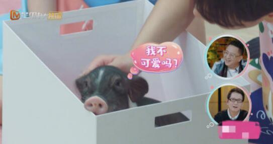 张恒送郑爽猪是怎么回事 张恒为什么送郑爽猪