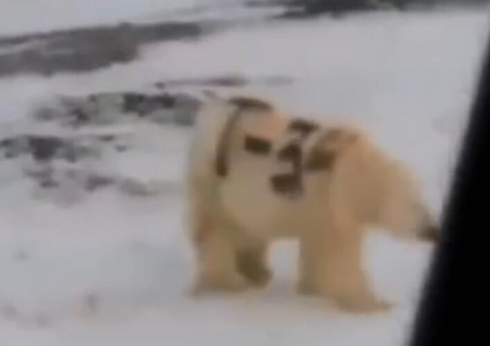 北极熊身上被涂字是怎么回事 北极熊身上被涂字会有哪些危害