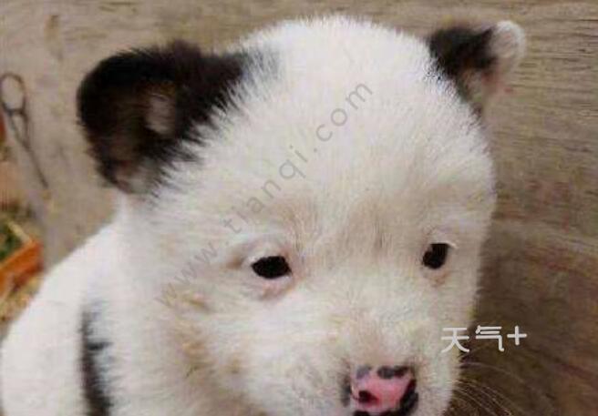 杨丞琳晒狗界李荣浩是怎么回事 杨丞琳晒狗界李荣浩相似度实在太高