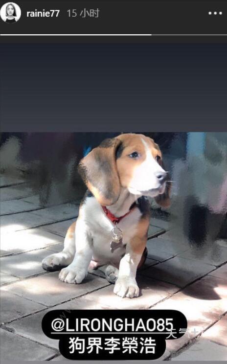 杨丞琳晒狗界李荣浩是怎么回事 杨丞琳晒狗界李荣浩相似度实在太高