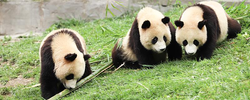 大熊猫繁育研究基地在哪里