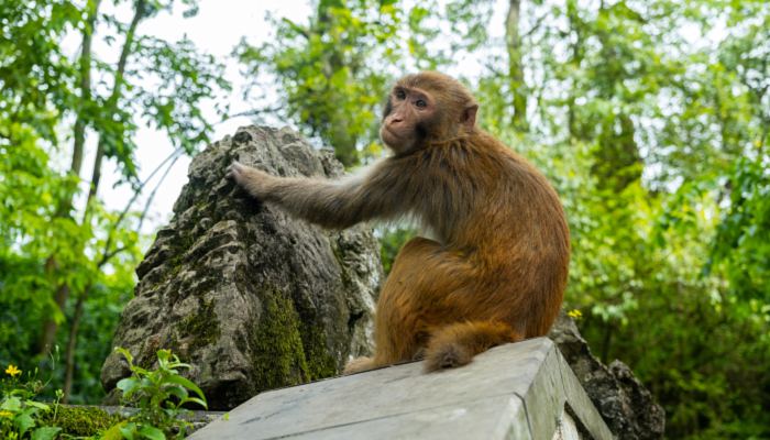 研究表明猴子或将很快到地面生活 猴子还能进化成人吗