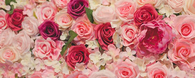 粉玫瑰代表什么 粉玫瑰代表的意思