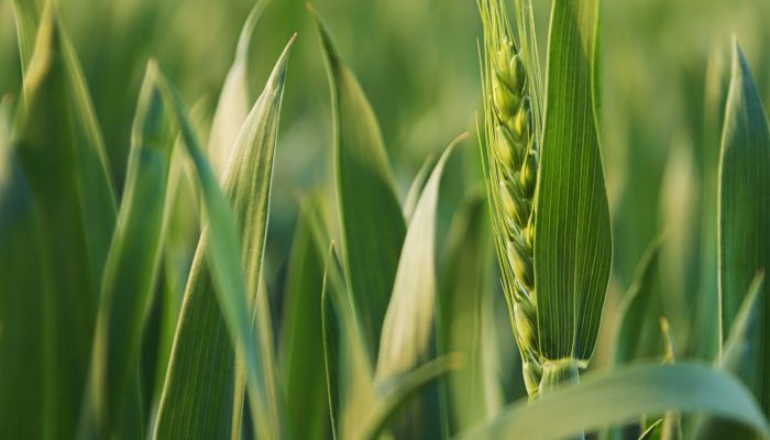 网传“每亩1500元收割青小麦转饲料”是怎么回事 谁在1500元一亩高价收青小麦
