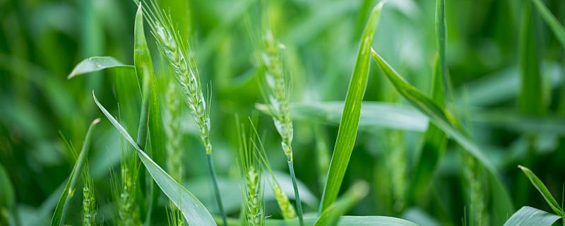 网传“每亩1500元收割青小麦转饲料”是怎么回事 谁在1500元一亩高价收青小麦