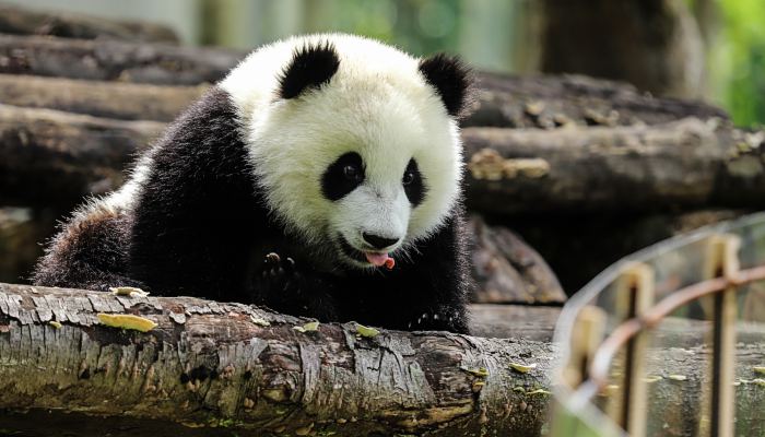 食铁兽和大虫哪个曾是大熊猫在古代的名字 大熊猫古时候叫啥