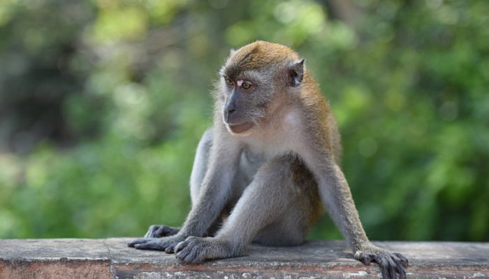 研究表明猴子或将很快到地面生活是怎么回事 研究表明猴子或将很快到地面生活是什么情况