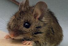老鼠吃洗潔精后幾天會死 洗潔精可以滅老鼠嗎