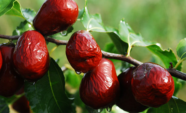 红枣的功效与作用 红枣有哪些保健功效