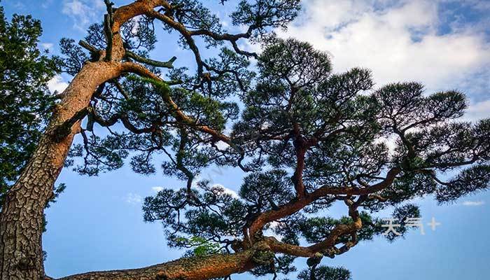 常青树有哪些 哪些是常青树