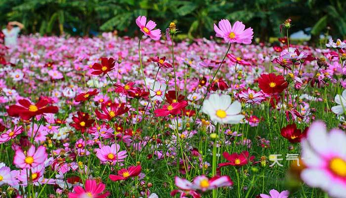 格桑花花语 格桑花花语是什么