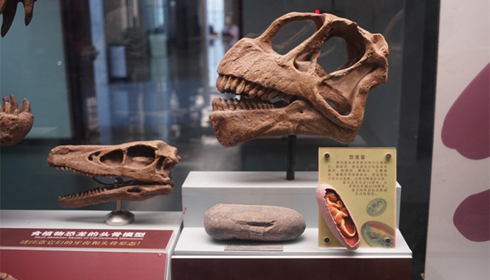 恐龙化石怎么形成的 恐龙化石怎样形成的