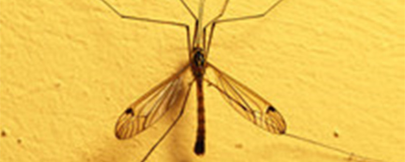 雄蚊子吃什么 雄蚊子以什么为食