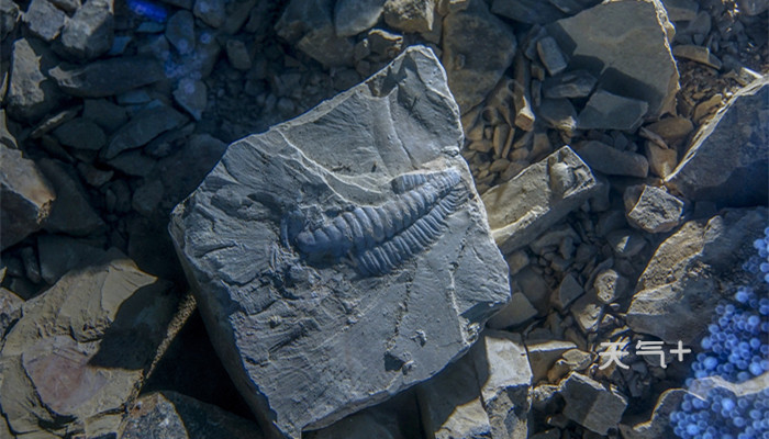 地球第一次生物大灭绝原因 第1次生物大灭绝