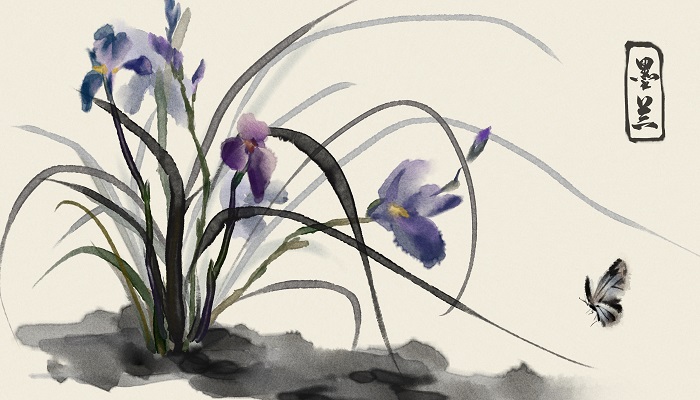 兰花种类介绍 兰花有哪些种类