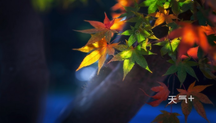 关于描写秋天的诗句 关于描写秋天的诗句古诗