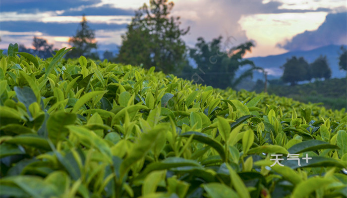 绿茶有哪些种类 绿茶有哪些种类呢