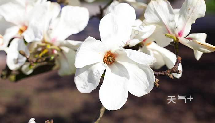 兰花种类介绍 兰花有哪些种类