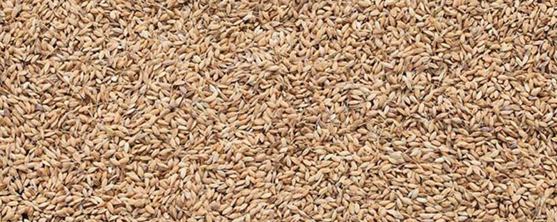 米糠是什么东西 米糠是什么