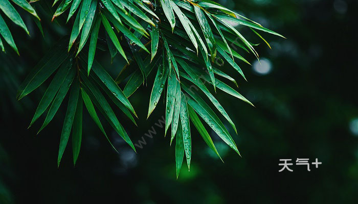 翠竹的象征意义是什么 翠竹有什么象征意义