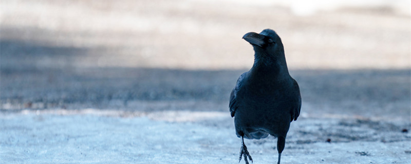 黑色的鸟有哪几种 黑色的鸟有哪些