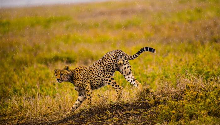 非洲大草原有哪些动物 非洲大草原有什么动物
