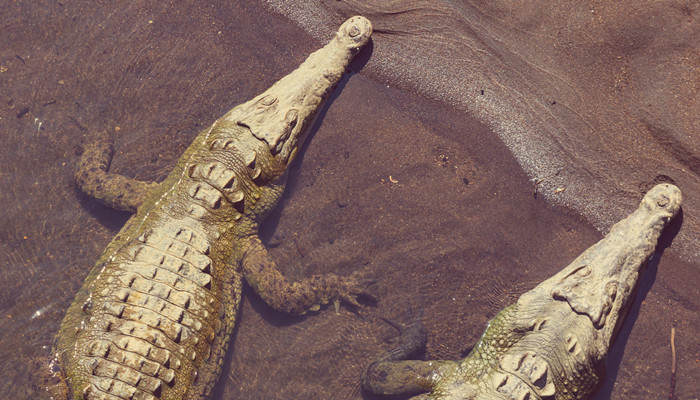 非洲大草原有哪些动物 非洲大草原有什么动物