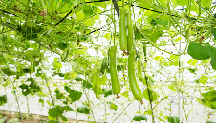 菜瓜和西葫芦的区别 菜瓜和西葫芦区别是什么